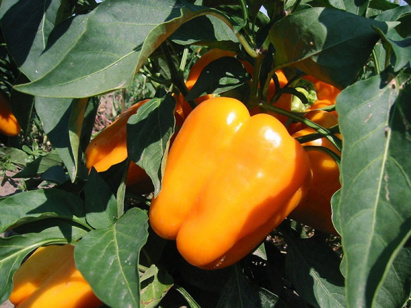 Выращиваем на грядках болгарский сладкий перец Оранжевое чудо